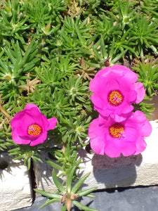 Portulaca Giant Pink (3 Plants)