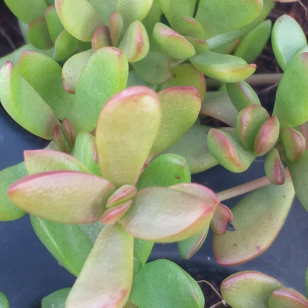 Crassula Red Shore (3 Plants)