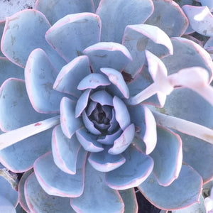 Echeveria Aspen (3 Plants)