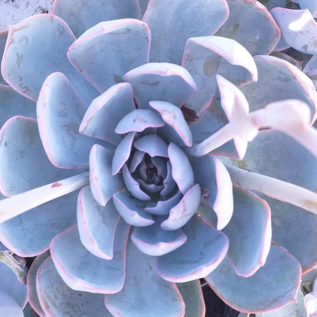 Echeveria Aspen (3 Plants)