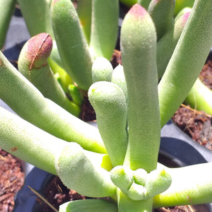 Cylindrophyllum comptonii (3 Plants)