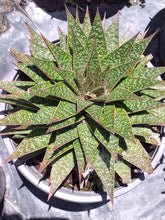 Load image into Gallery viewer, Gasteria flow (3 Plants)
