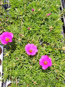 Portulaca Giant Pink (3 Plants)