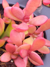 Load image into Gallery viewer, Crassula Red Shore (3 Plants)
