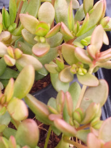 Crassula Red Shore (3 Plants)