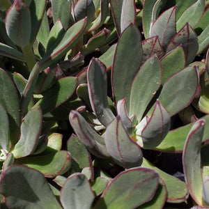 Echeveria nodulosa Arrow (3 Plants)