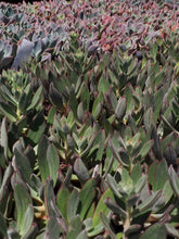 Load image into Gallery viewer, Echeveria nodulosa Arrow (3 Plants)
