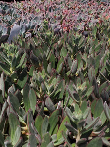 Echeveria nodulosa Arrow (3 Plants)