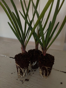 Tulbaghia violacea Pearl