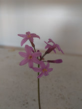 Load image into Gallery viewer, Tulbaghia violacea Kilimanjaro
