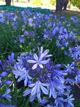 Load image into Gallery viewer, Agapanthus Charlotte
