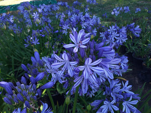 Agapanthus Charlotte