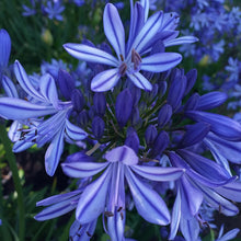 Load image into Gallery viewer, Agapanthus Charlotte
