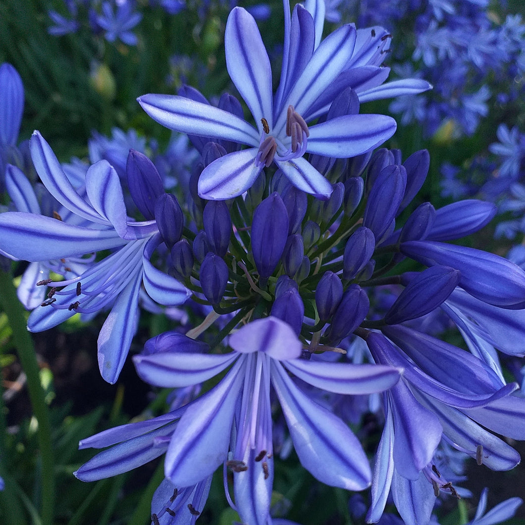 Agapanthus Charlotte