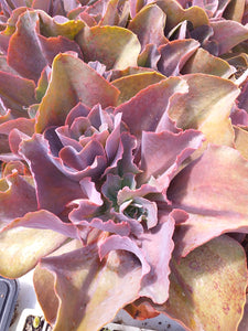 Echeveria Rider ( Ruby Lakes) (3 Plants)