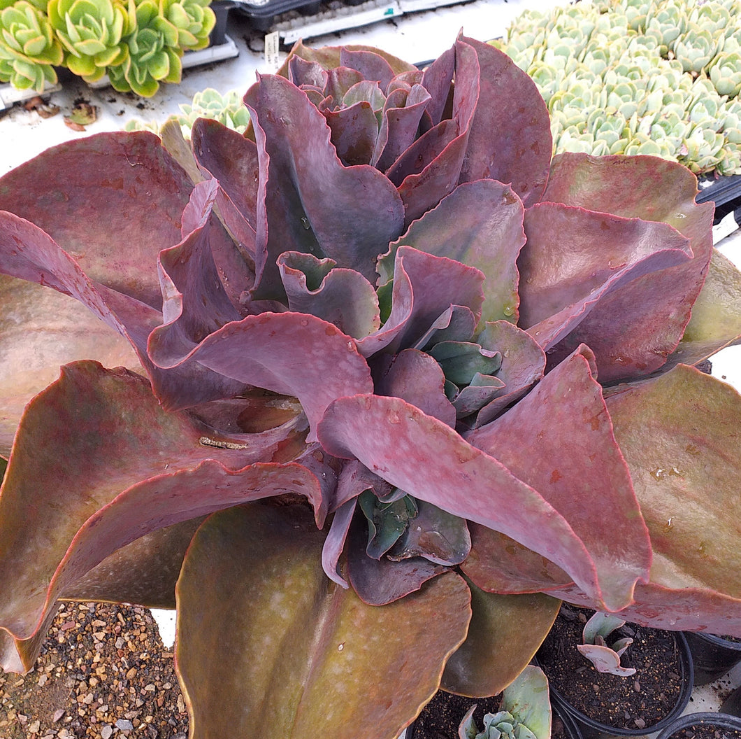 Echeveria Rider ( Ruby Lakes) (3 Plants)