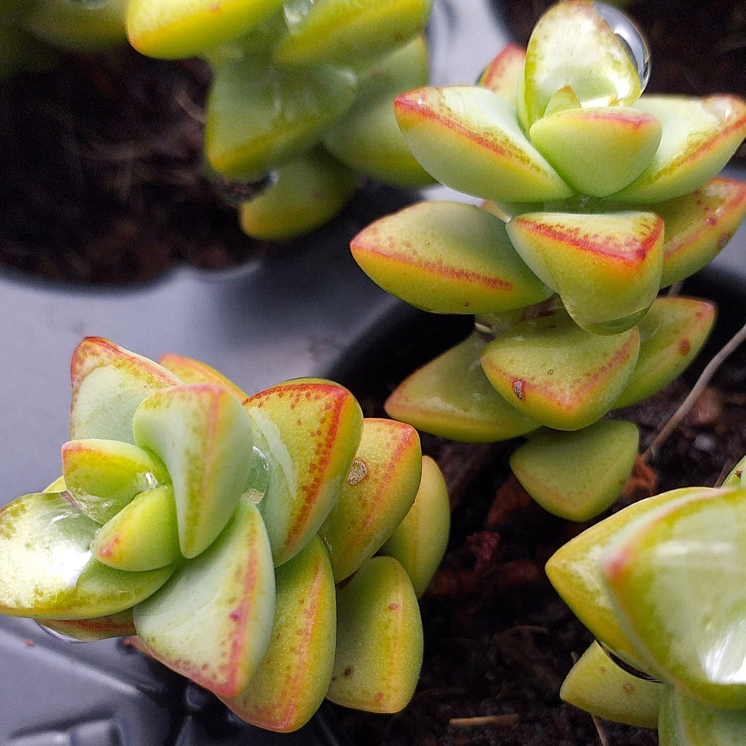Crassula rupestris  (3 Plants)