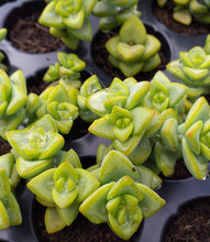 Load image into Gallery viewer, Crassula rupestris  (3 Plants)
