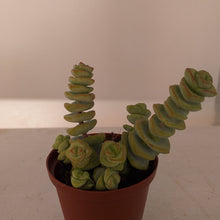 Load image into Gallery viewer, Crassula &#39;Baby&#39;s Necklace&#39;  (3 Plants)
