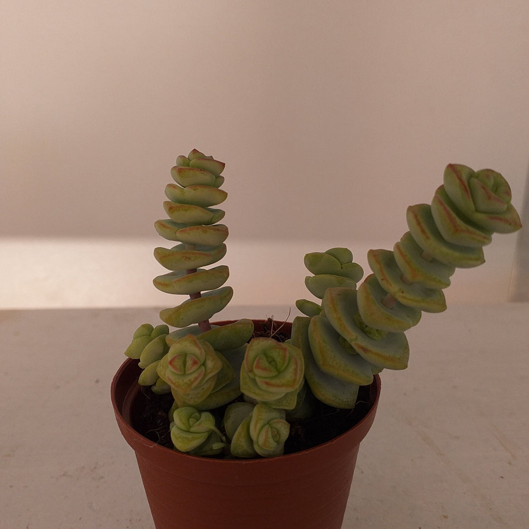 Crassula 'Baby's Necklace'  (3 Plants)