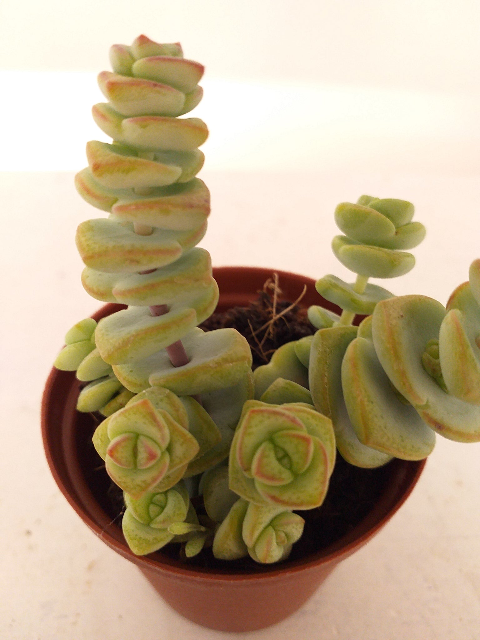 Amazon.com : Crassula Baby Necklace Worm Succulent | Live Healthy Unique  Succulents for Home Office Decoration (4