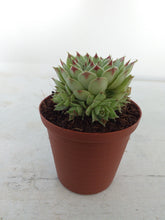 Load image into Gallery viewer, Sempervivum Greenii (3 Plants)
