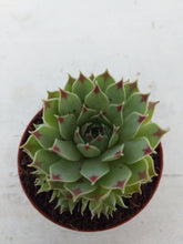 Load image into Gallery viewer, Sempervivum Greenii (3 Plants)
