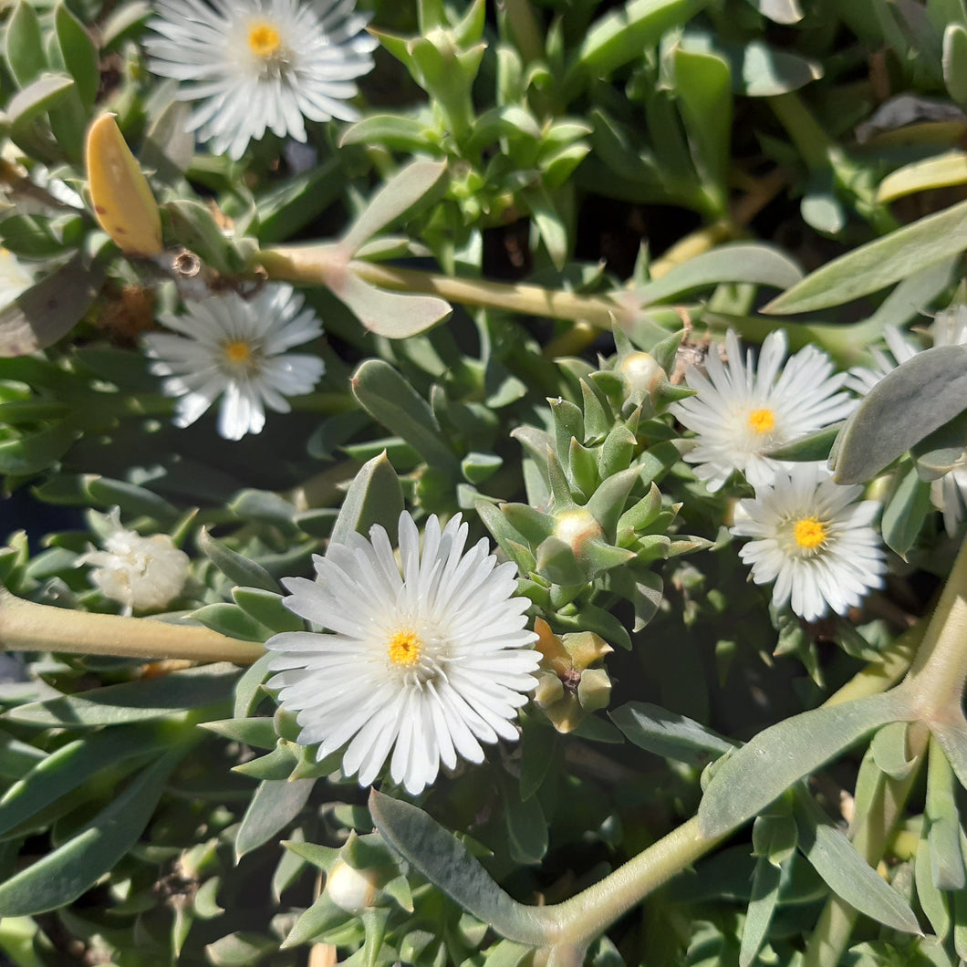 Delosperma cooperii White (3 Plants)