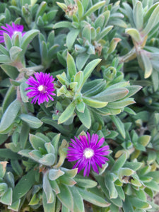 Delosperma litorale 'Silky Rose'(3 Plants)