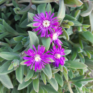 Delosperma litorale 'Silky Rose'(3 Plants)