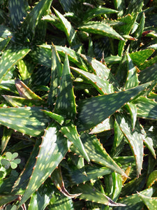 Aloe jucunda (3 Plants)