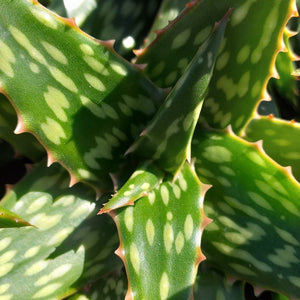 Aloe jucunda (3 Plants)