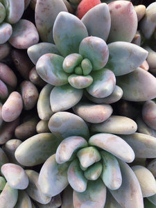 Pachyveria royal flush (3 Plants)