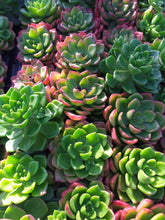Load image into Gallery viewer, Sedeveria Letizia (3 Plants)
