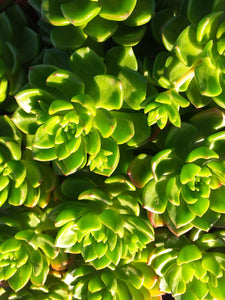 Sedeveria Letizia (3 Plants)