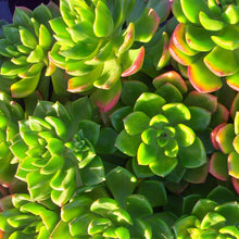 Load image into Gallery viewer, Sedeveria Letizia (3 Plants)
