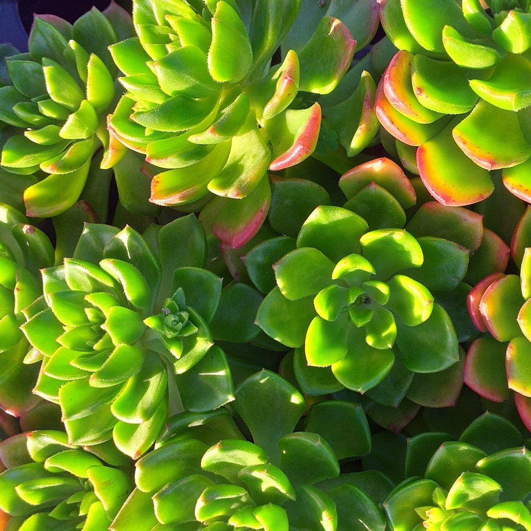 Sedeveria Letizia (3 Plants)