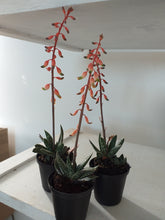 Load image into Gallery viewer, Gasteria Liliputana (3 Plants)
