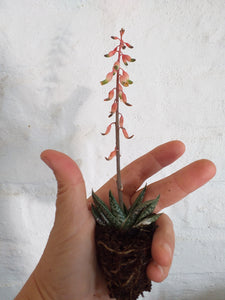 Gasteria Liliputana (3 Plants)