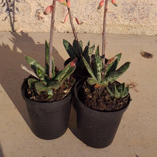 Load image into Gallery viewer, Gasteria Liliputana (3 Plants)
