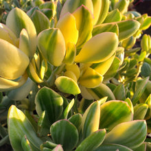 Load image into Gallery viewer, Crassula ovata Lemon &amp; Lime (3 Plants)
