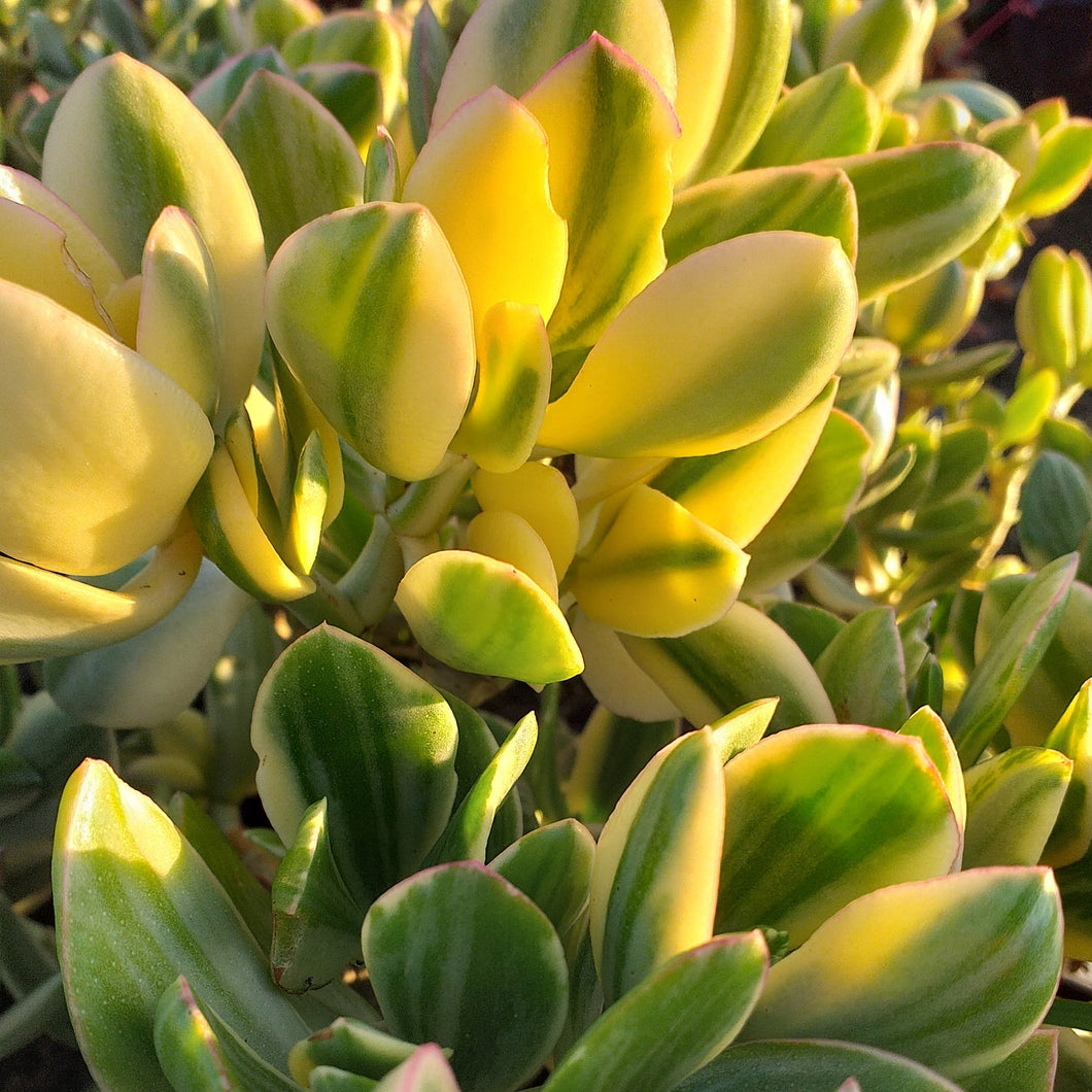 Crassula ovata Lemon & Lime (3 Plants)