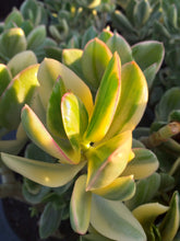 Load image into Gallery viewer, Crassula ovata Lemon &amp; Lime (3 Plants)
