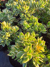 Load image into Gallery viewer, Crassula ovata Lemon &amp; Lime (3 Plants)

