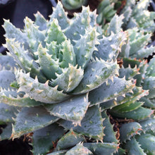 Load image into Gallery viewer, Aloe brevifolia (3 Plants)
