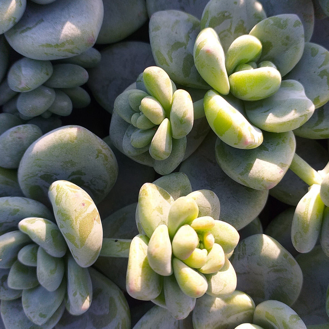 Sedum clavatum (3 Plants)