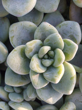 Load image into Gallery viewer, Sedum clavatum (3 Plants)
