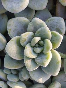 Sedum clavatum (3 Plants)