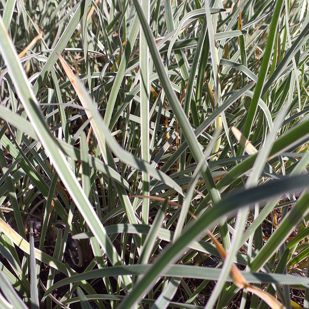 Tulbaghia violacea Variegata