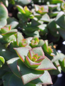 Crassula perforata  (3 Plants)